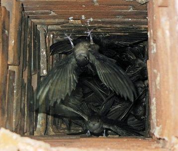 Several chimney swifts inside a chimney